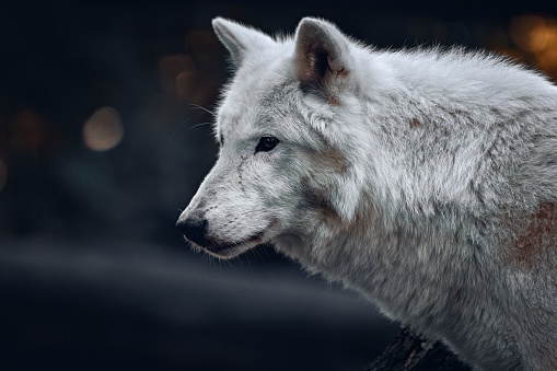 A close up shot of an adorable white wolf in its natural habitat