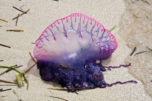 istock Portuguese Man of War 172766868