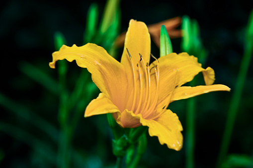 Hemerocallis lilioasphodelus known as lemon daylily. Dark background