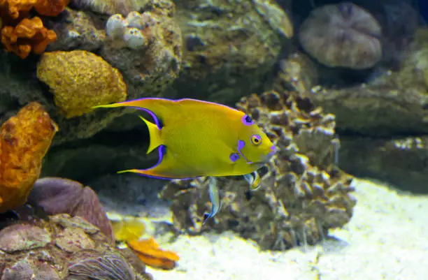 Photo of Queen angelfish or Holacanthus ciliaris