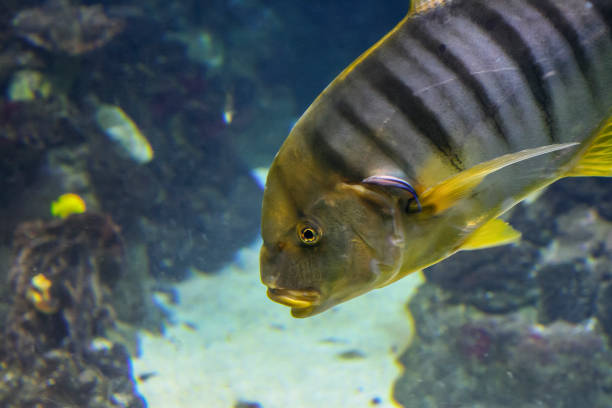 Golden trevally or gnathanodon speciosus. Also known as the golden kingfish