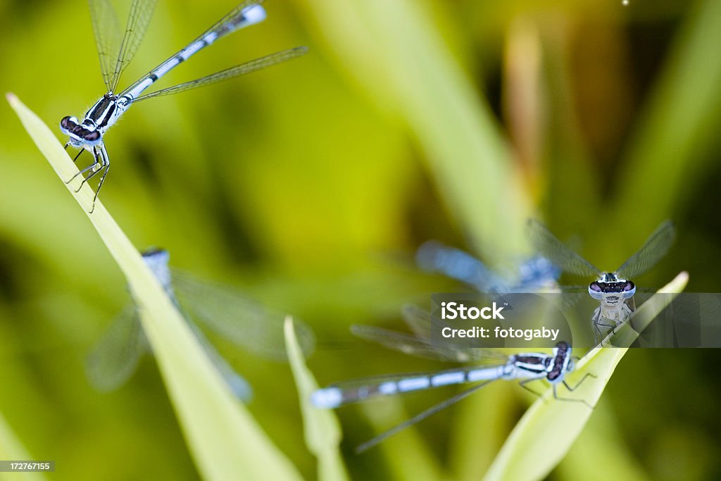 Agrion jouvencelle - Photo de Agripper libre de droits