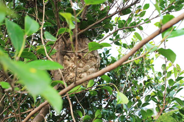 istock A large wasp nest hidden in a tree 1727673995