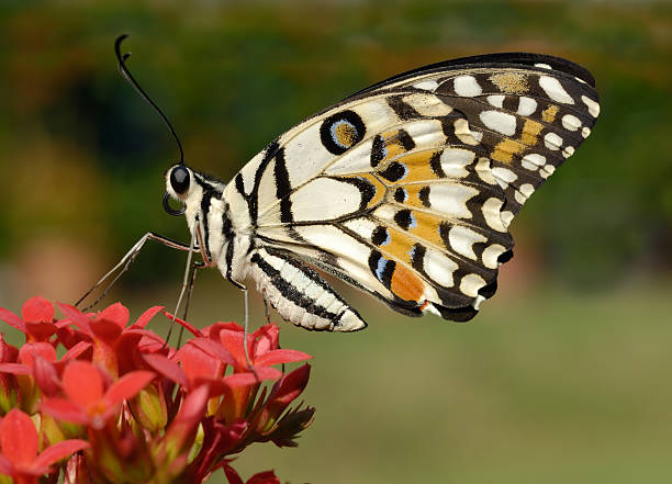 mariposa cola de golondrina de limón - lime butterfly fotografías e imágenes de stock