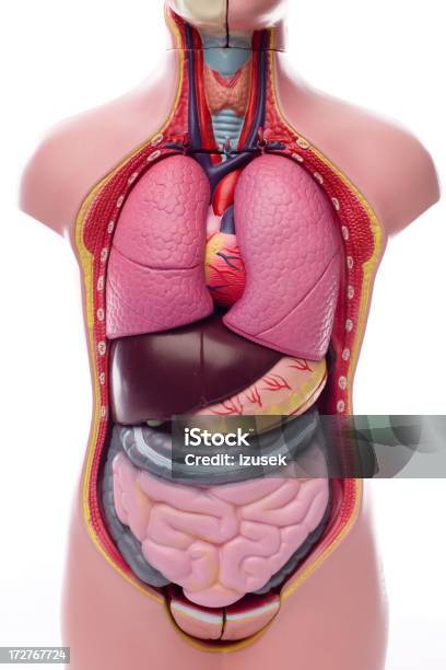 Unissexo Manequine Modelo Anatómico - Fotografias de stock e mais imagens de Abdómen - Abdómen, Abdómen Humano, Anatomia