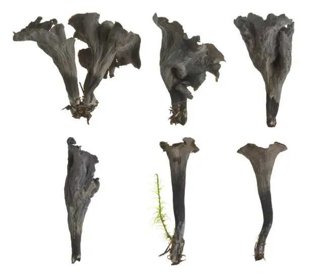 Photo of Collection of black chanterelle, Craterellus cornucopioides isolated on white background