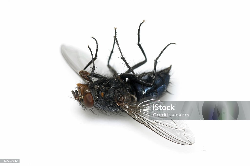 Dead voar em branco - Foto de stock de Mosca Comum royalty-free