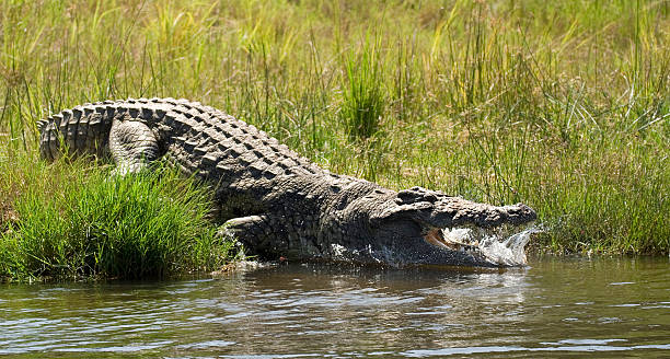 Crocodile splash stock photo