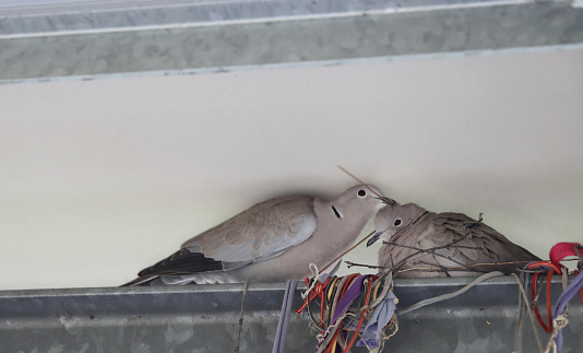 A pigeon sitting on a nest between anti-pigeon barbs.