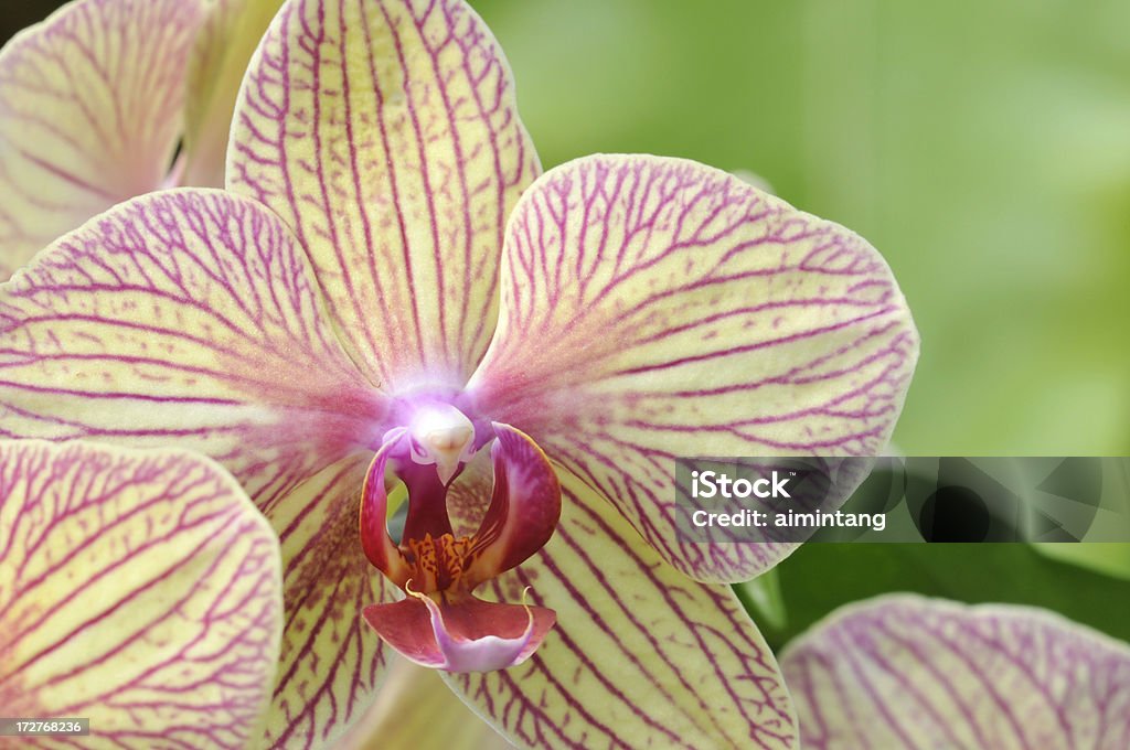 Foto de Orquídea Roxa Luz Amarela Com Veia e mais fotos de stock de  Botânica - Assunto - Botânica - Assunto, Colorido, Estame - iStock