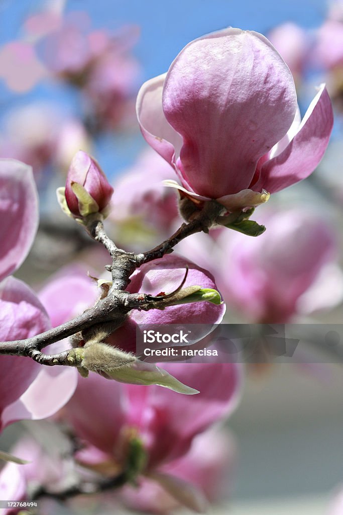 明るい magnolias - まぶしいのロイヤリティフリーストックフォト