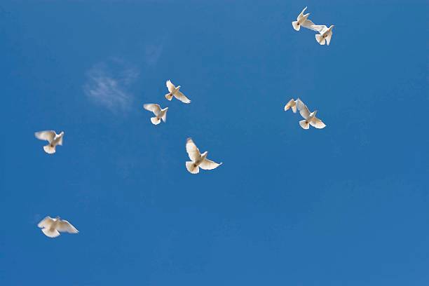 doves im flug - friedenstaube stock-fotos und bilder