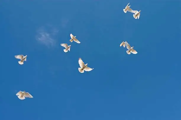 White peace doves.