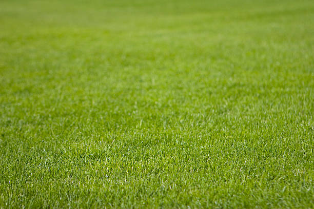 Grass - Perfectly groomed for use as pre-grown lawn