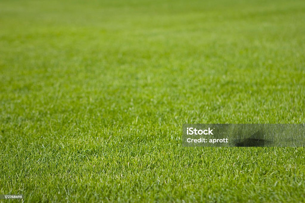 Grass - Perfectly groomed for use as pre-grown lawn Grass - Perfectly groomed grass for use as pre-grown lawn, peeled off the ground in rectangular chunks and rolled up. Used in places where it is not practical to wait for naturally growing lawn, e.g. stadiums. Shallow DOF. Focus on lower area. Adobe RGB Low Angle View Stock Photo