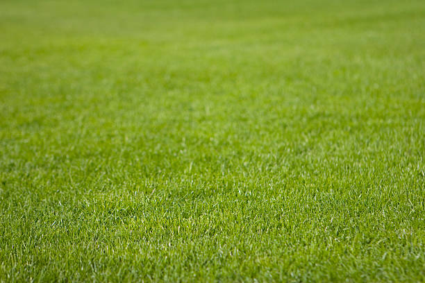 Grass - Perfectly groomed for use as pre-grown lawn Grass - Perfectly groomed grass for use as pre-grown lawn, peeled off the ground in rectangular chunks and rolled up. Used in places where it is not practical to wait for naturally growing lawn, e.g. stadiums. Shallow DOF. Focus on lower area. Adobe RGB stadium playing field grass fifa world cup stock pictures, royalty-free photos & images