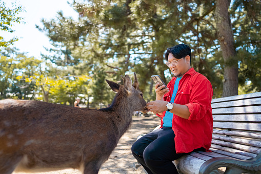 Asian man using mobile phone taking picture of deer at Nara Park in Nara prefecture, Japan for sharing on social media. People enjoy modern outdoor lifestyle using gadget device with wireless technology during travel abroad on holiday vacation.