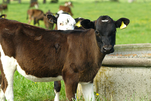 istock Calf at the Water Tank 172768856