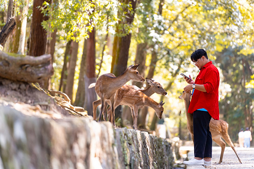 Asian man using mobile phone taking picture of deer at Nara Park in Nara prefecture, Japan for sharing on social media. People enjoy modern outdoor lifestyle using gadget device with wireless technology during travel abroad on holiday vacation.