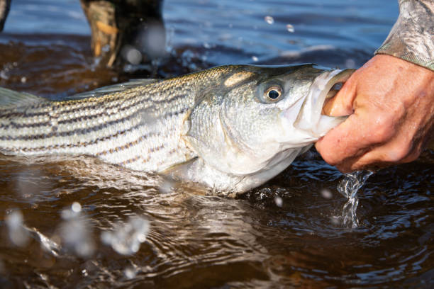 striped bass - rockfish stock-fotos und bilder