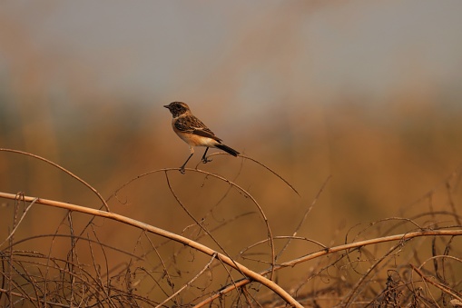 Small brown bird perching on branch. Bird background. Animal background.