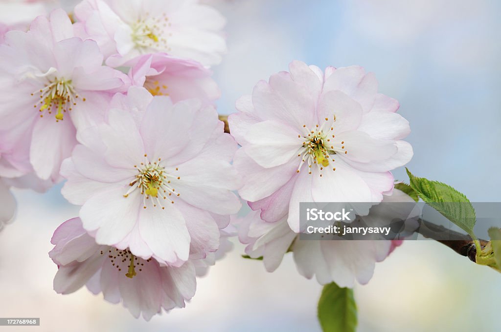 Cherry blossoms Pink cherry blossomsYou may also like my other cherry blossom images: Beauty In Nature Stock Photo