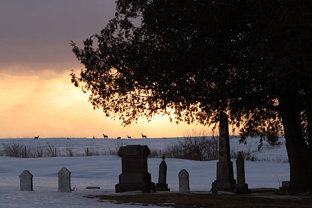 istock Rural Iowa Cemetery and Tree at Sunset with Deer 172769014
