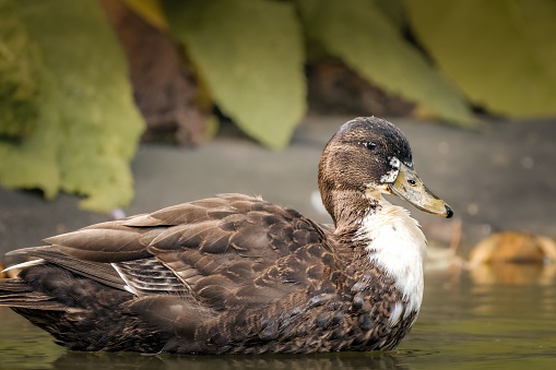 A close-up shot of an adorable duck in its natural habitat