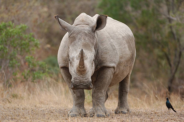 Animals of the Kruger National Park
