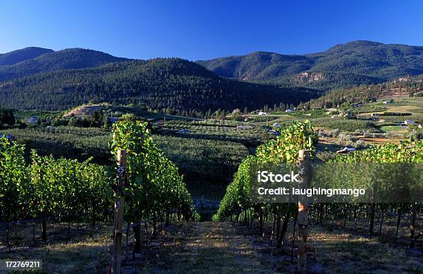 Vale De Okanagan Na Vinha - Fotografias de stock e mais imagens de Abundância - Abundância, Admirar a Vista, Agricultura