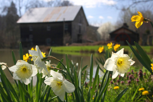 Springtime at an old gristmill.