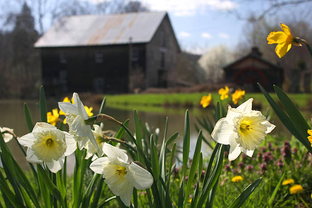 Springtime at the Mill Springtime at an old gristmill. burton sussex stock pictures, royalty-free photos & images