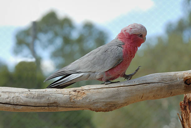 Australian Galah bird taking a walk with motion blur