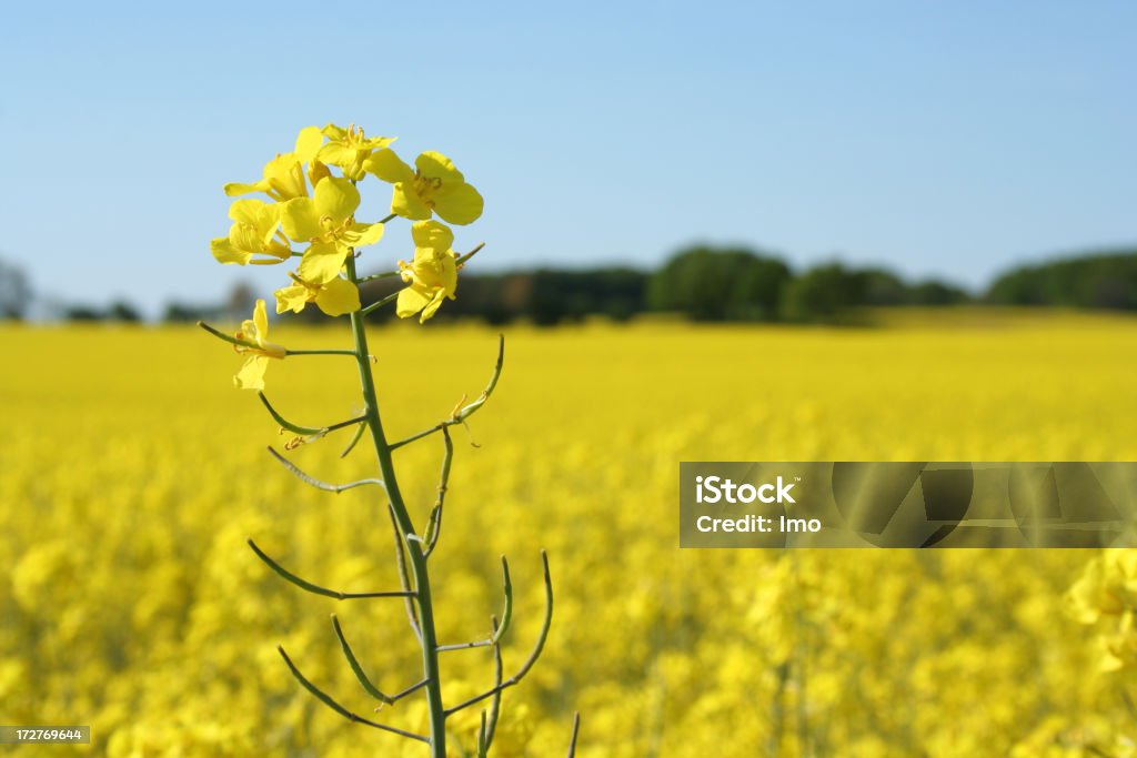 Campo de colza em Maio de - Royalty-free Abril Foto de stock