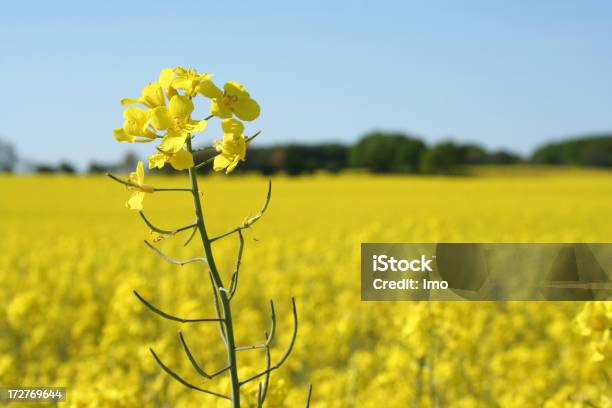 Campo De Colza Em Maio De - Fotografias de stock e mais imagens de Abril - Abril, Agricultura, Alemanha