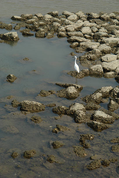 Great Egret at Stone Riffle stock photo