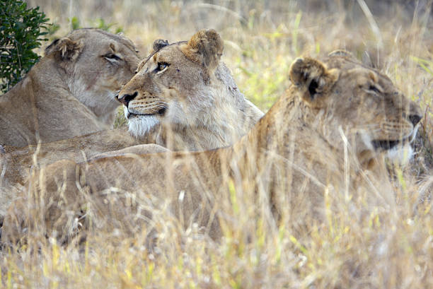 istock Three female lions resting in high gras 172769763