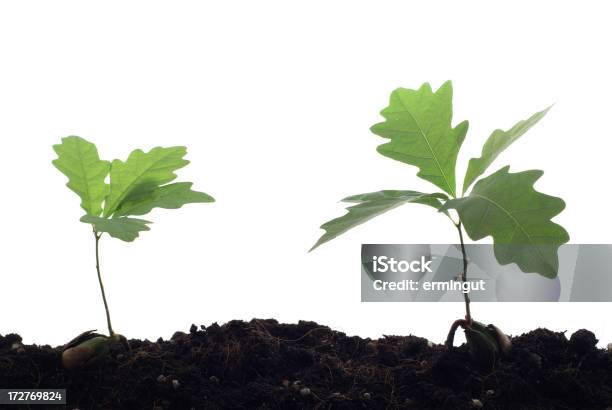 Foto de Duas Jovens Árvores De Carvalho Com Fundo Branco e mais fotos de stock de Carvalho - Árvore de folha caduca - Carvalho - Árvore de folha caduca, Origens, Planta nova