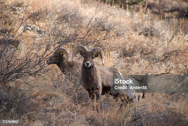 Carneiros Da Montanha Rochosa - Fotografias de stock e mais imagens de Animal - Animal, Carneiro - Animal macho, Caça