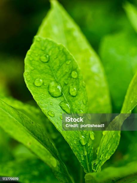 Hojas De Limón Foto de stock y más banco de imágenes de Agua - Agua, Belleza de la naturaleza, Detalle de primer plano