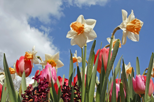 Spring is in the air!!Please see also my other garden flowers in my lightbox: