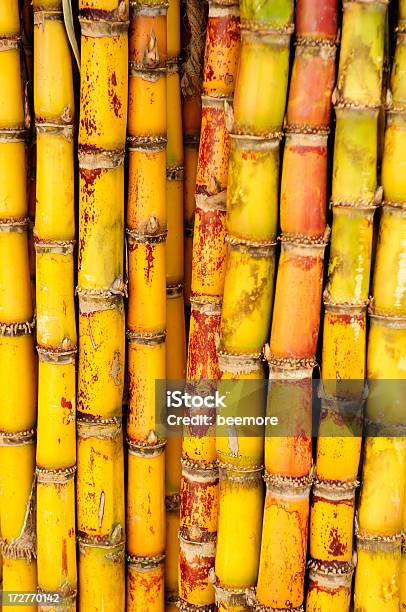 Gelbe Sugar Cane Stockfoto und mehr Bilder von Energieindustrie - Energieindustrie, Fotografie, Kohlenhydrat - Teil eines Lebewesens