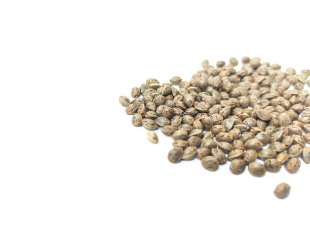 istock Cannabis seeds that are ready to be planted and bred. placed on a white background. 1727702097
