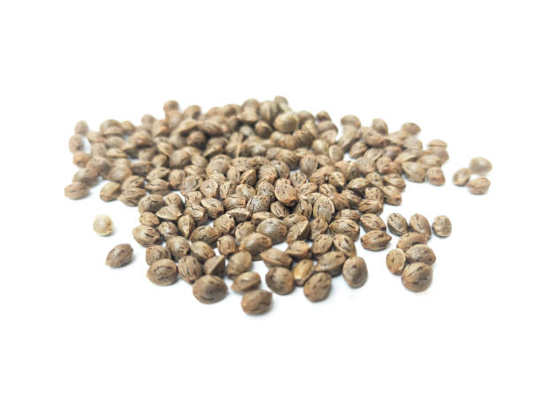 istock Cannabis seeds that are ready to be planted and bred. placed on a white background. 1727702129