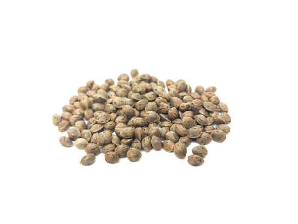 istock Cannabis seeds that are ready to be planted and bred. placed on a white background. 1727702140