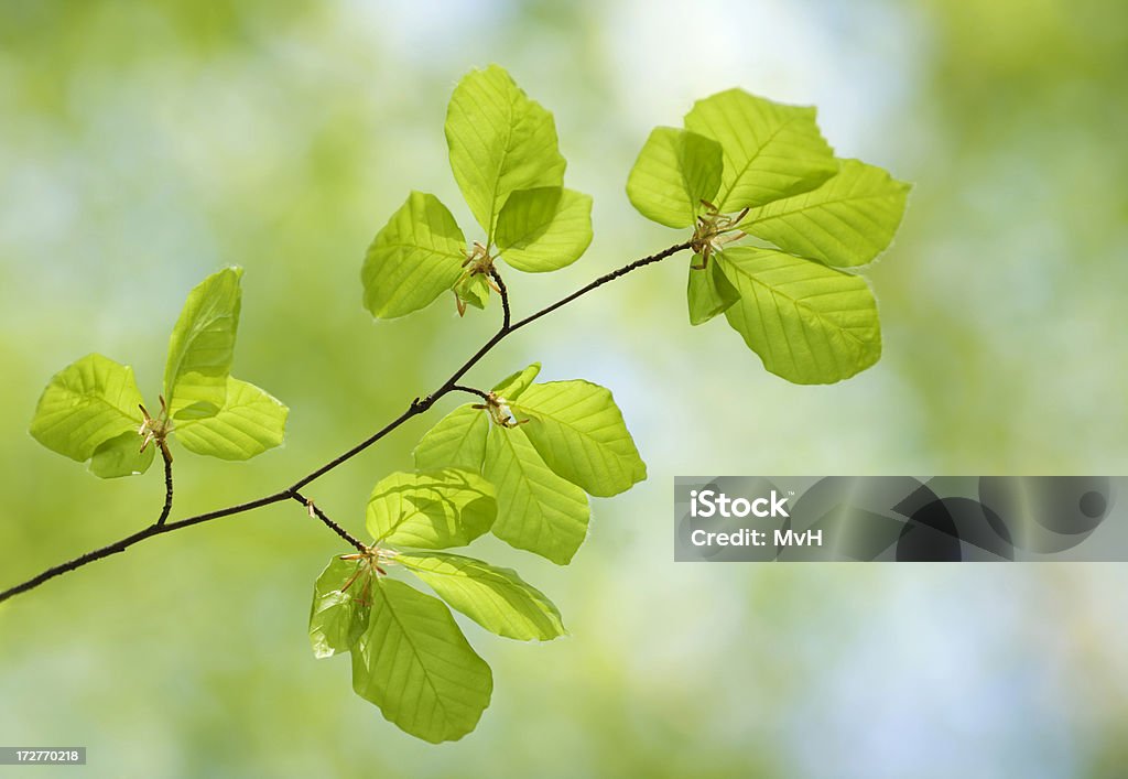 beech leaves beech leaves in spring Backgrounds Stock Photo