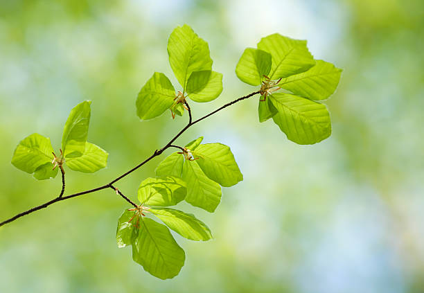 beech leaves stock photo