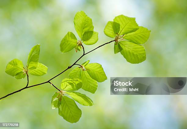 Beech Leaves Stock Photo - Download Image Now - Backgrounds, Beech Tree, Branch - Plant Part