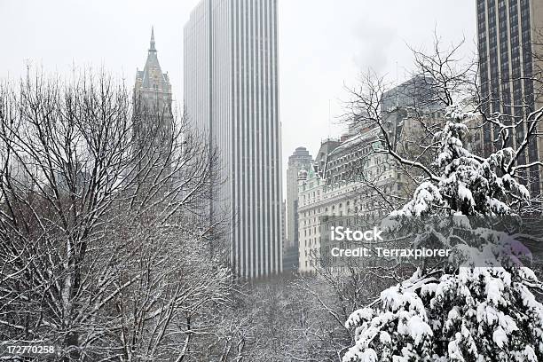 Inverno A New York - Fotografie stock e altre immagini di Albero - Albero, Albero deciduo, Albero spoglio