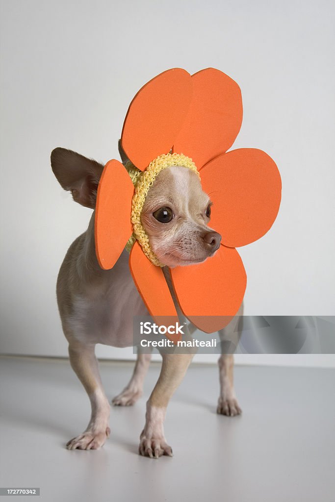 daisy a litlle chihuahua with orange petal like a flower Affectionate Stock Photo